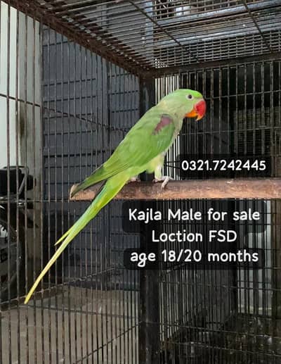 Raw kajla male