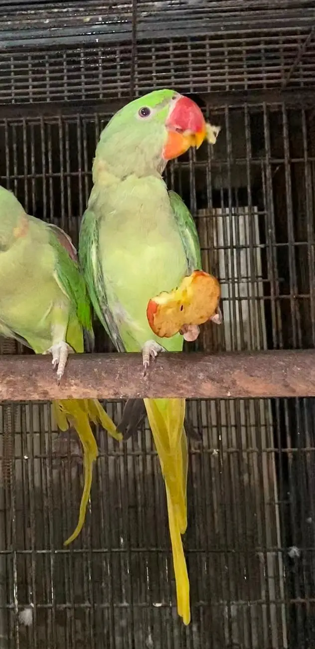 Raw kajla male — photo 3