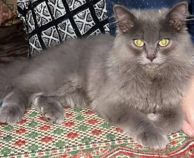 4 Months Gray Female Kitten – Vaccinatedo