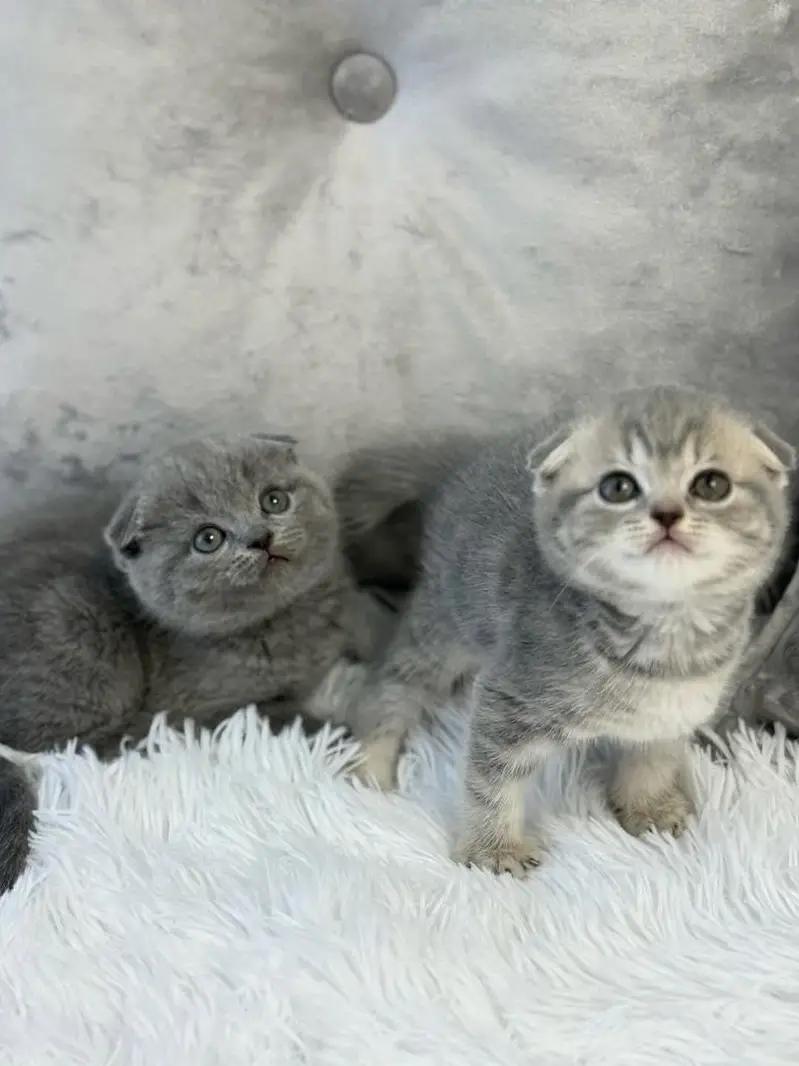 British Shorthair | Scottish Fold | Maine Coon | Bengal | Munchkin — photo 2
