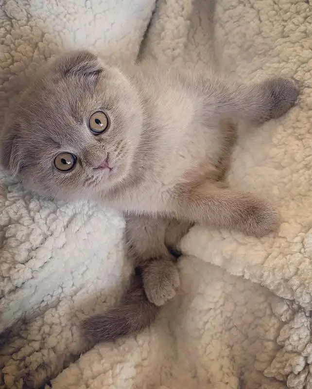 British Shorthair | Scottish Fold | Maine Coon | Bengal | Munchkin — photo 4