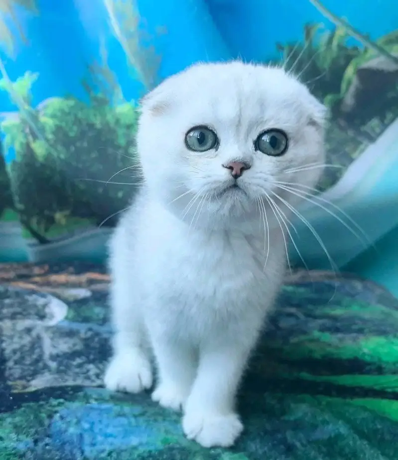 British Shorthair | Scottish Fold | Maine Coon | Bengal | Munchkin — photo 5