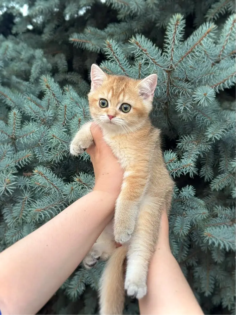 British Shorthair | Scottish Fold | Maine Coon | Bengal | Munchkin — photo 6
