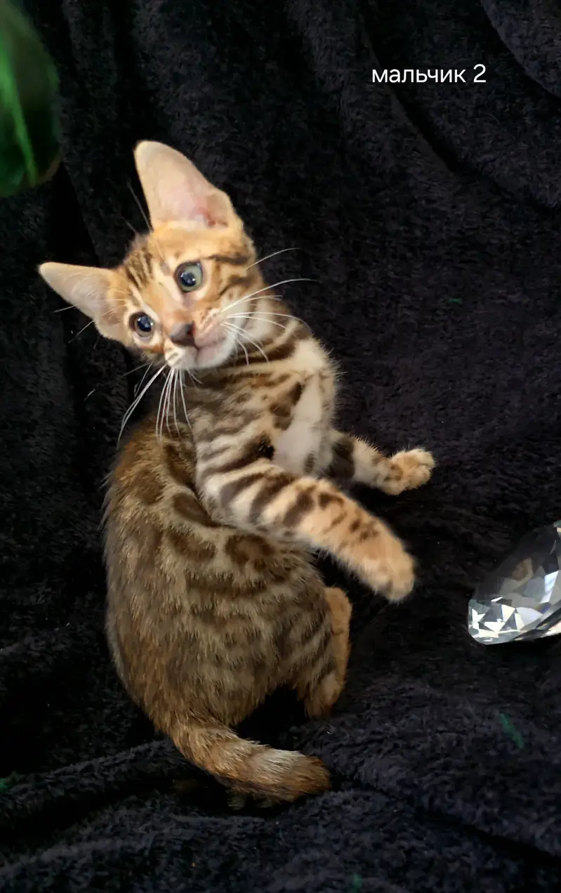 British Shorthair | Scottish Fold | Maine Coon | Bengal | Munchkin — photo 7