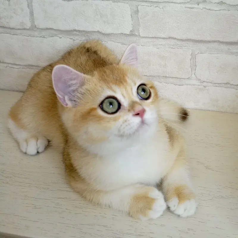 British Shorthair | Scottish Fold | Maine Coon | Bengal | Munchkin — photo 8