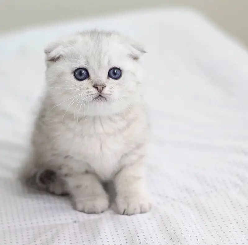 British Shorthair | Scottish Fold | Maine Coon | Bengal | Munchkin — photo 9