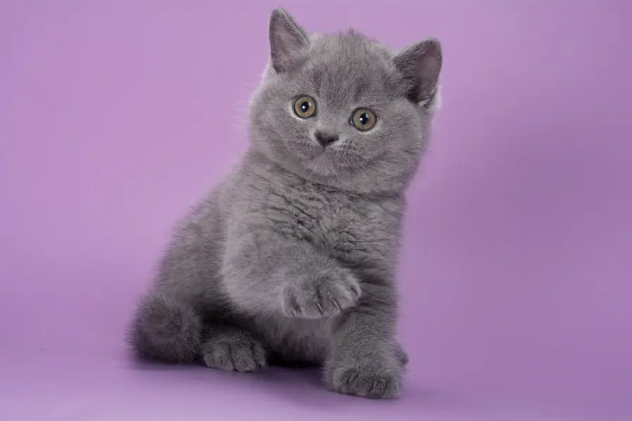 British Shorthair | Scottish Fold | Maine Coon | Bengal | Munchkin — photo 10