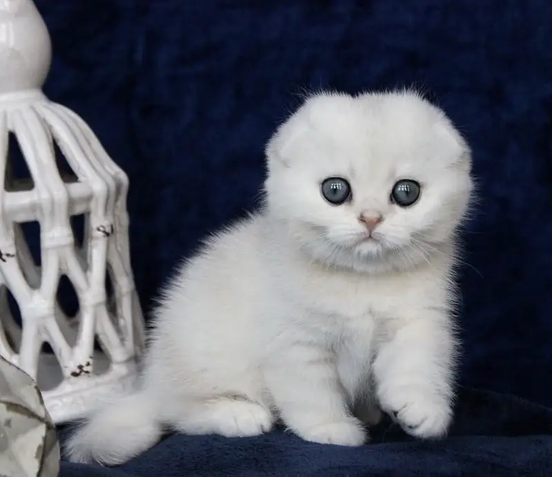 British Shorthair | Scottish Fold | Maine Coon | Bengal | Munchkin — photo 11