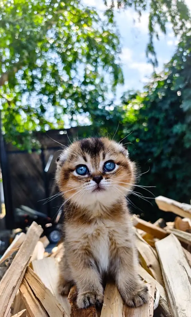 British Shorthair | Scottish Fold | Maine Coon | Bengal | Munchkin — photo 12