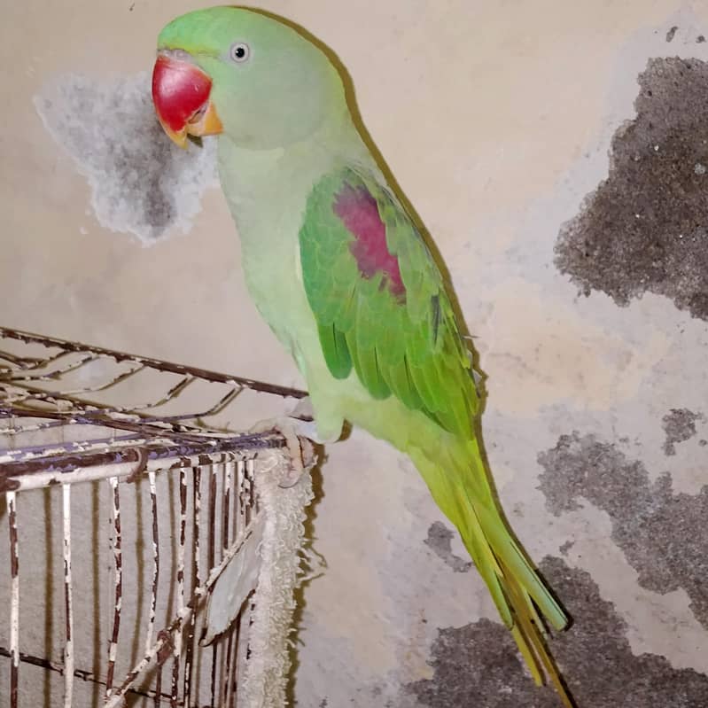 raw parot 0