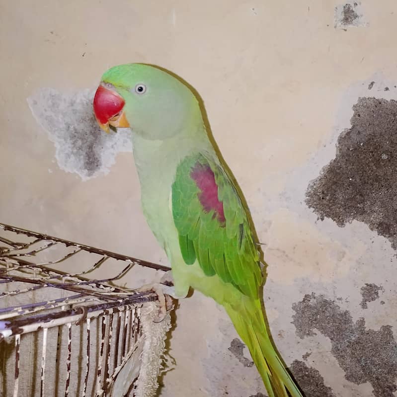 raw parot 1