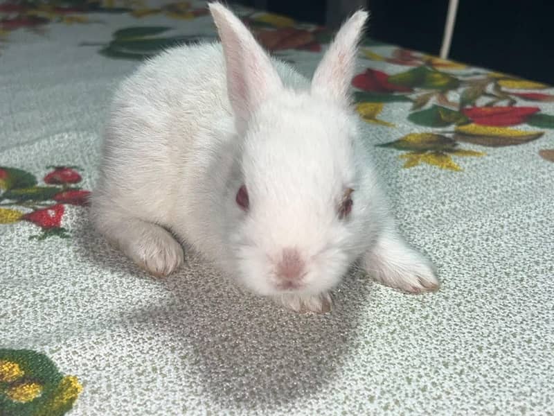 Rabbit 0