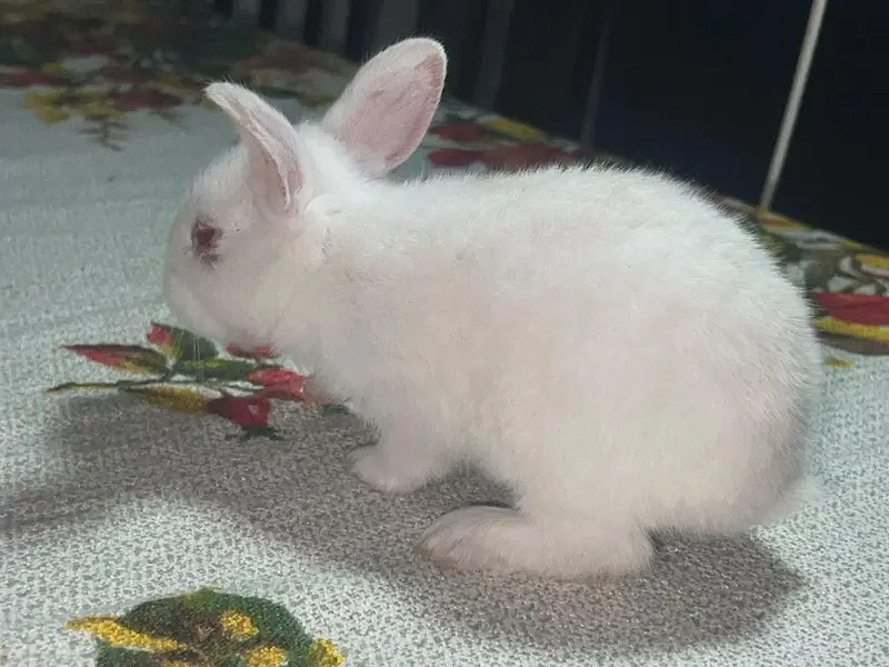 Rabbit — photo 2