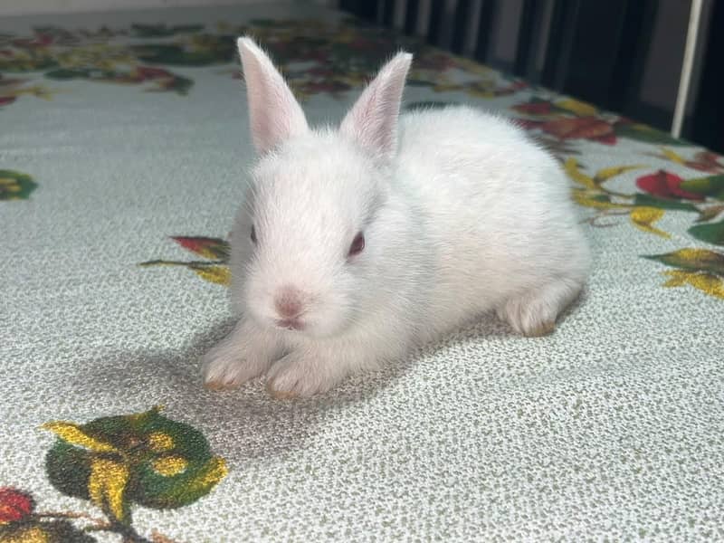 Rabbit 2