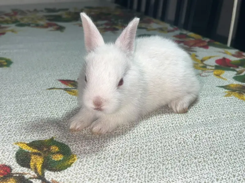 Rabbit — photo 3