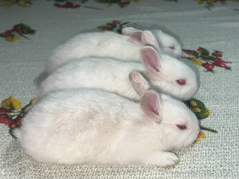Rabbit 3