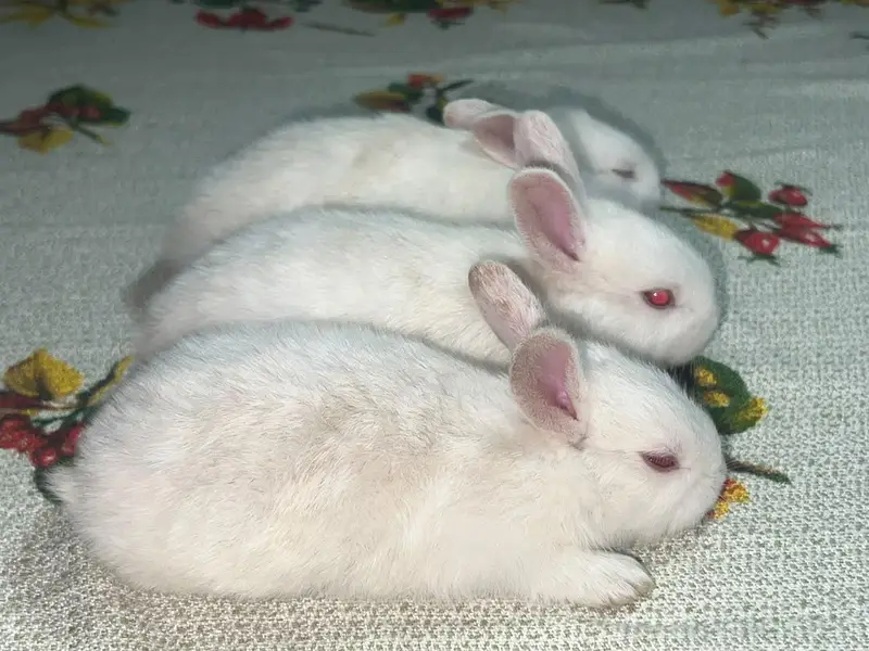 Rabbit — photo 4