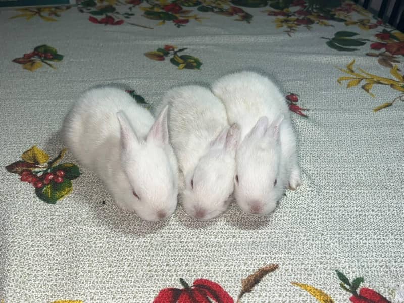 Rabbit 4