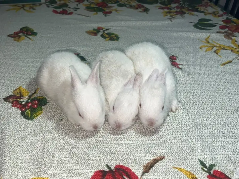 Rabbit — photo 5