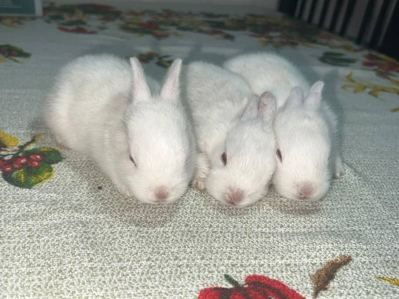 Rabbit 5