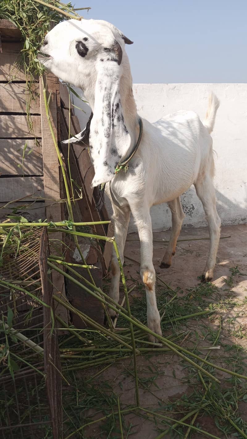 desi phat 2