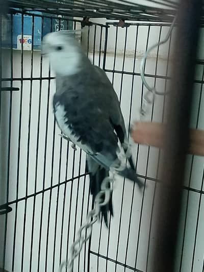 cocktail for sale