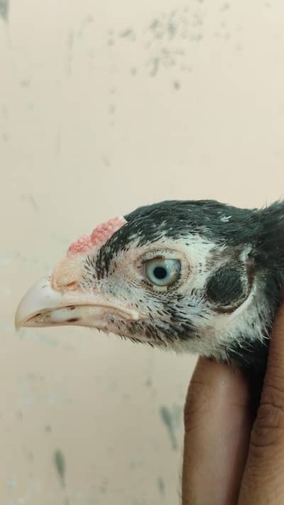 Mushka Lasani Chicks 2 Jori