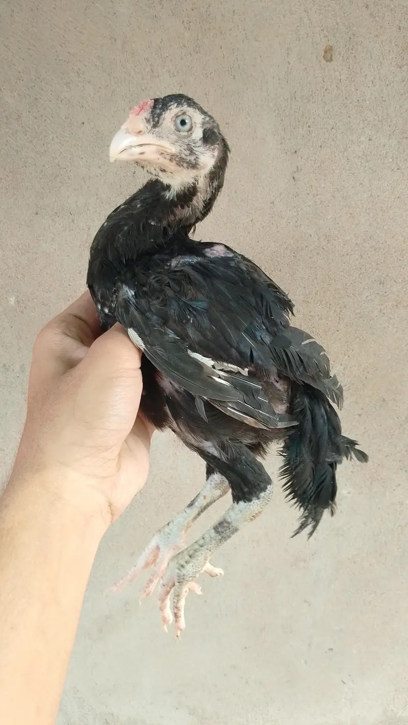 Mushka Lasani Chicks 2 Jori — photo 2