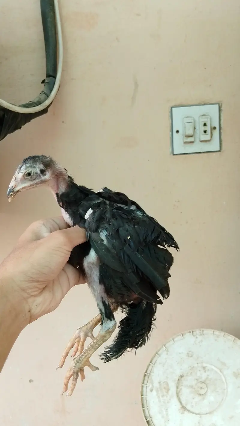 Mushka Lasani Chicks 2 Jori — photo 3