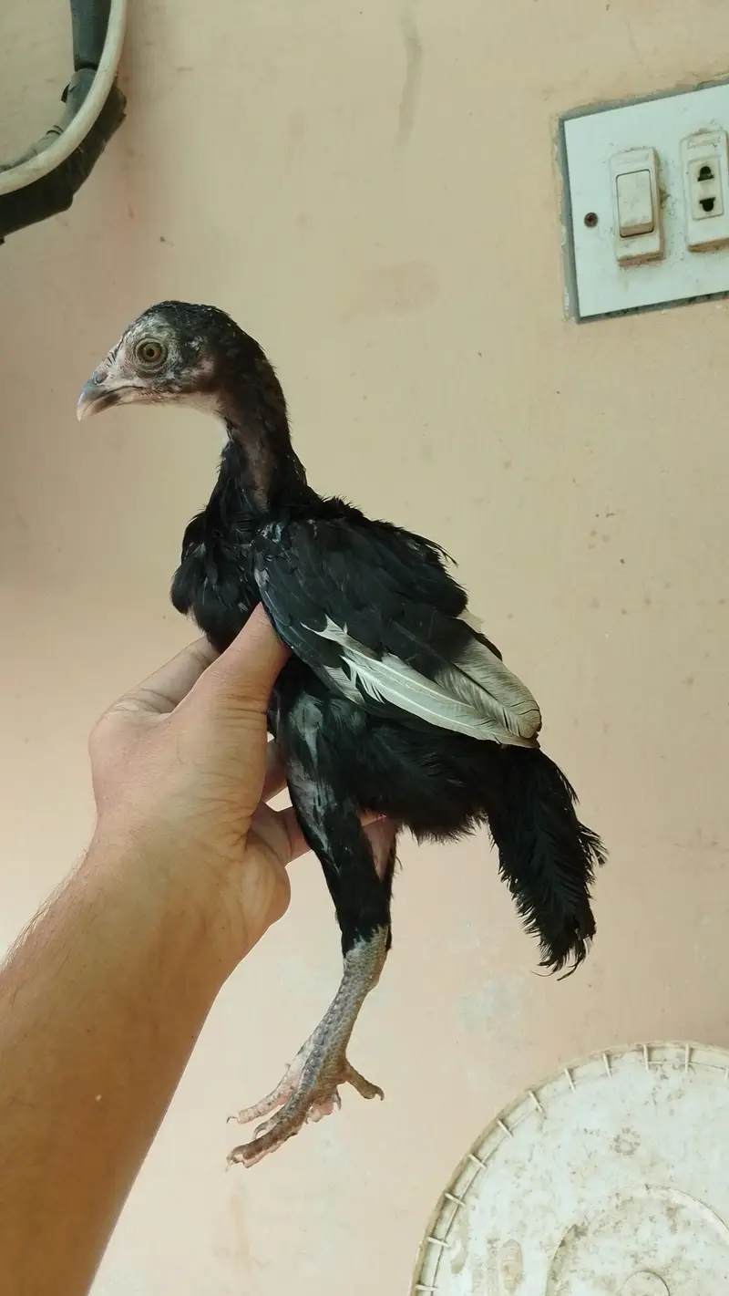 Mushka Lasani Chicks 2 Jori — photo 4