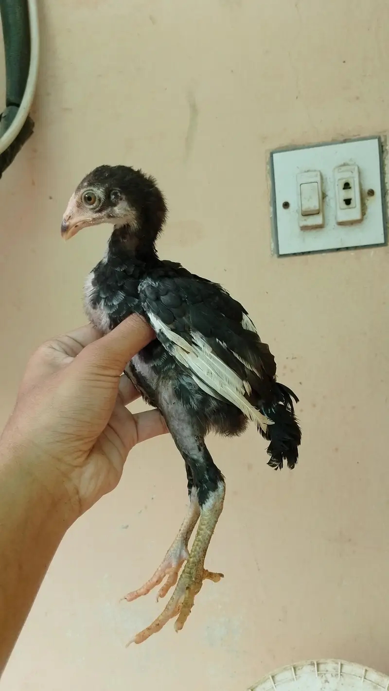 Mushka Lasani Chicks 2 Jori — photo 5
