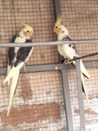 urgent sale cocktail parrot v pite singing pair