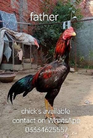 aseel sindhi chicks