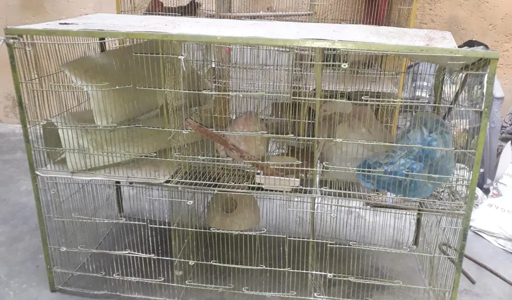 Parrot Cage For sell — photo 2