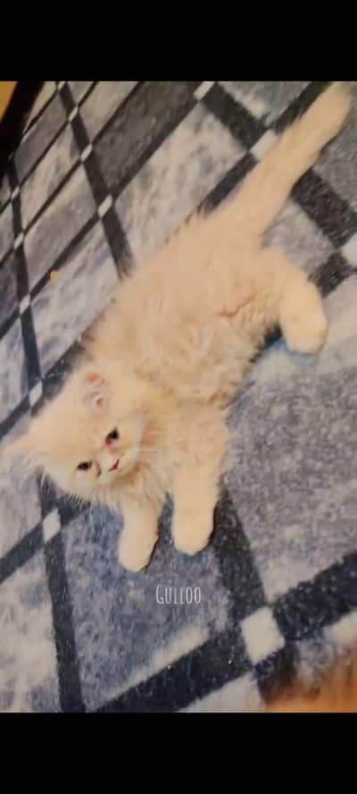 light golden persion kitten