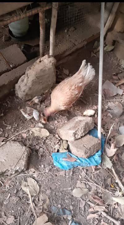 aseel hen with 4 chicks
