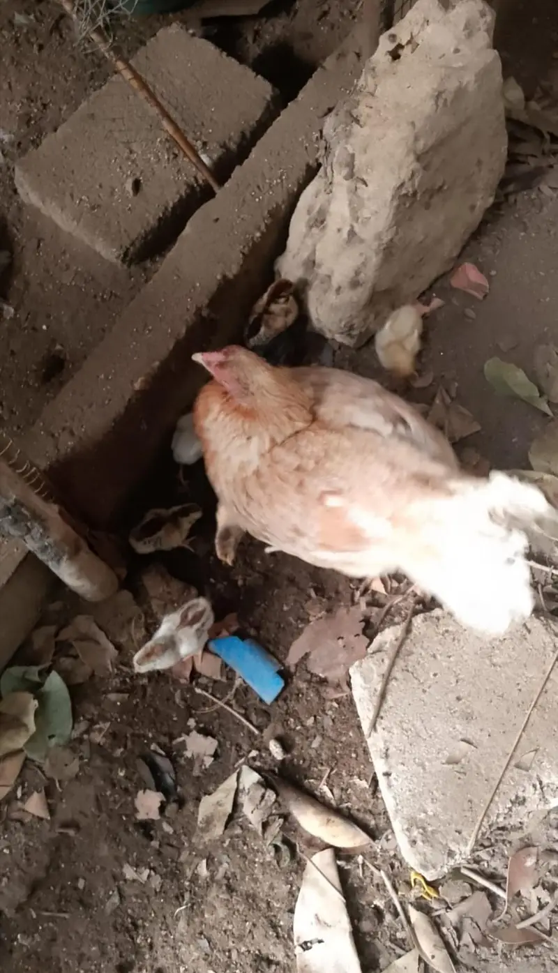 aseel hen with 4 chicks — photo 2