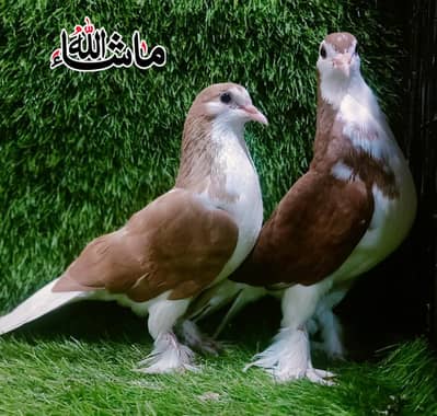 Sherazi 100%Breder Pari perfect cutting Top Quality pair For Sale