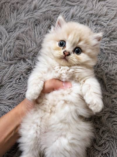 1 months old kitten for sale