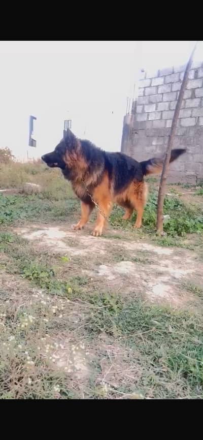 German Shepherd Male – Healthy & Active
