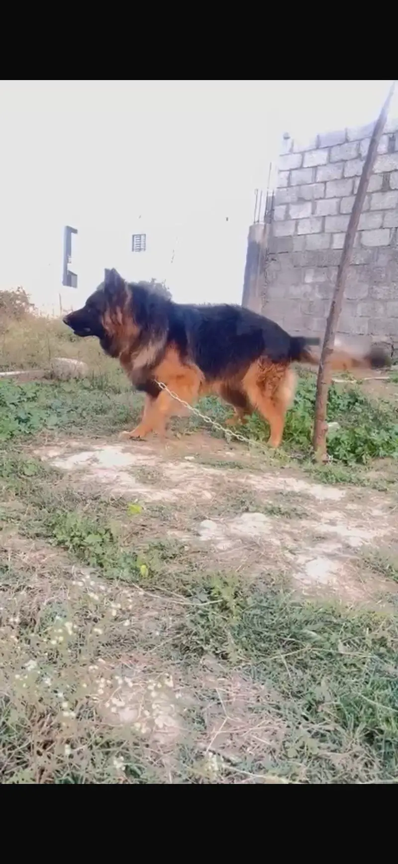 German Shepherd Male – Healthy & Active — photo 2