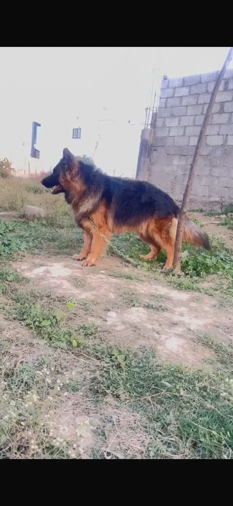 German Shepherd Male – Healthy & Active — photo 3