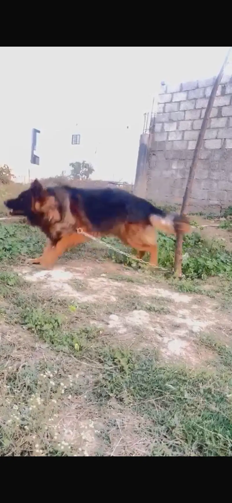 German Shepherd Male – Healthy & Active — photo 4
