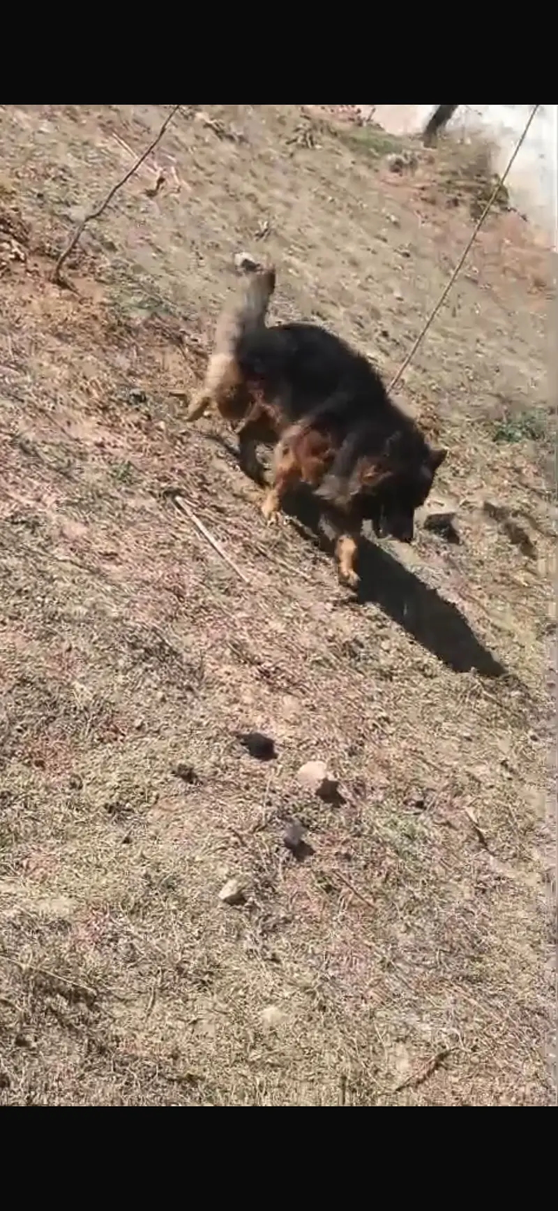 German Shepherd Male – Healthy & Active — photo 5
