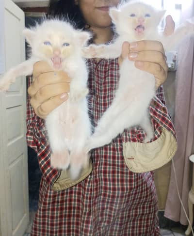 4 half Persian kittens for sale