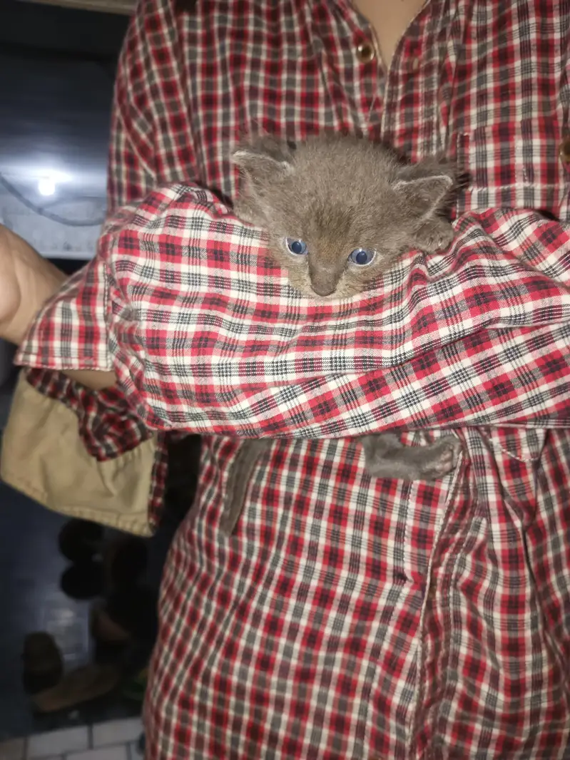 4 half Persian kittens for sale — photo 2