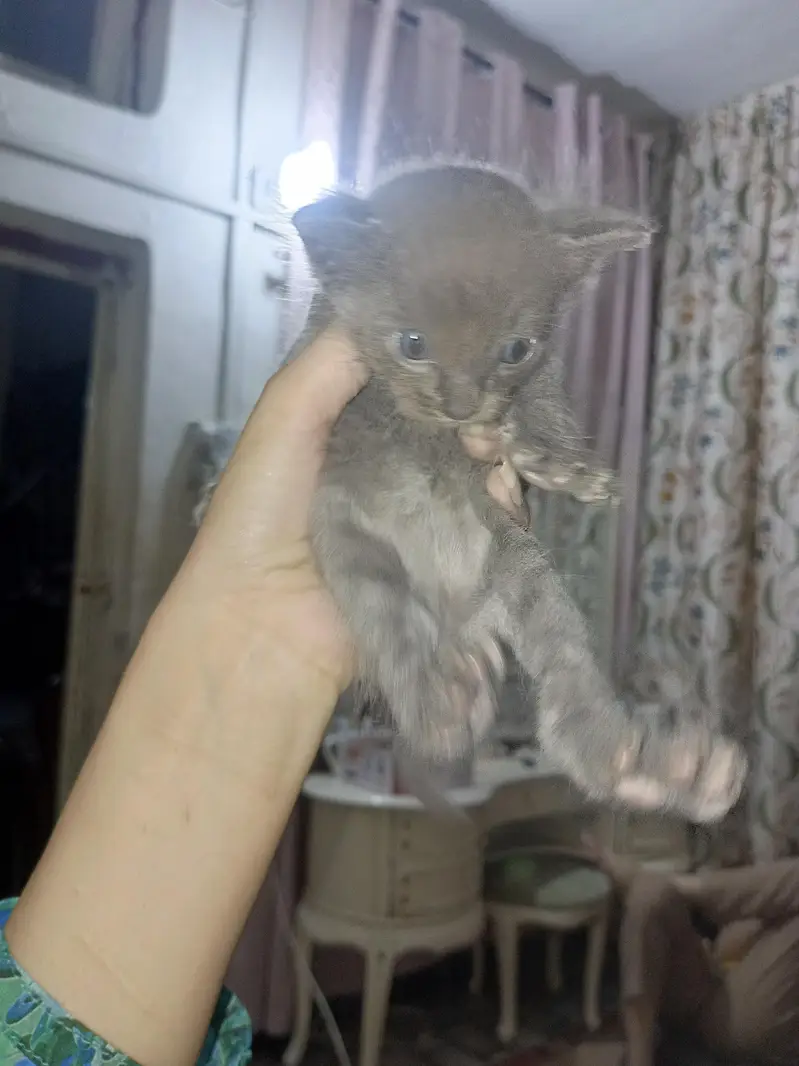 4 half Persian kittens for sale — photo 3