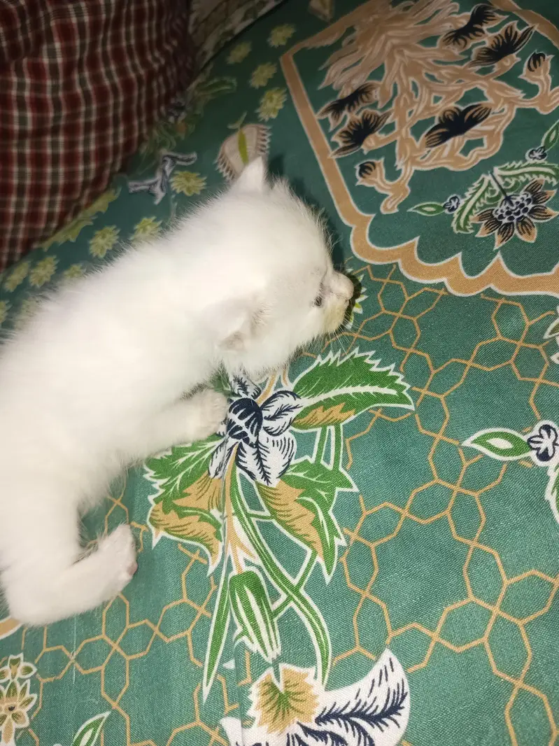 4 half Persian kittens for sale — photo 4