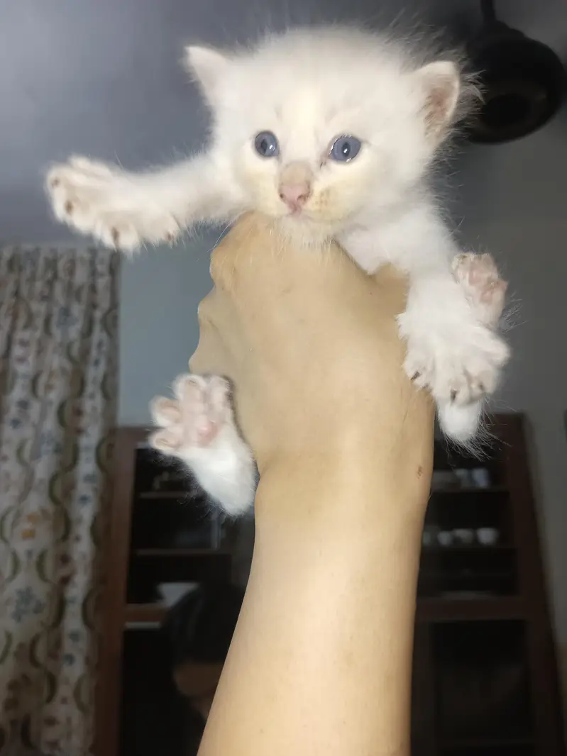 4 half Persian kittens for sale — photo 5