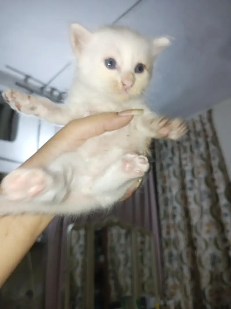 4 half Persian kittens for sale — photo 6